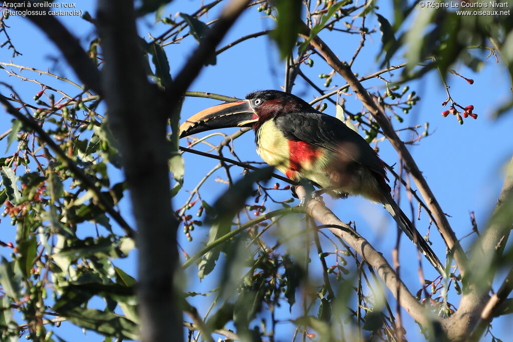 Chestnut-eared Aracari