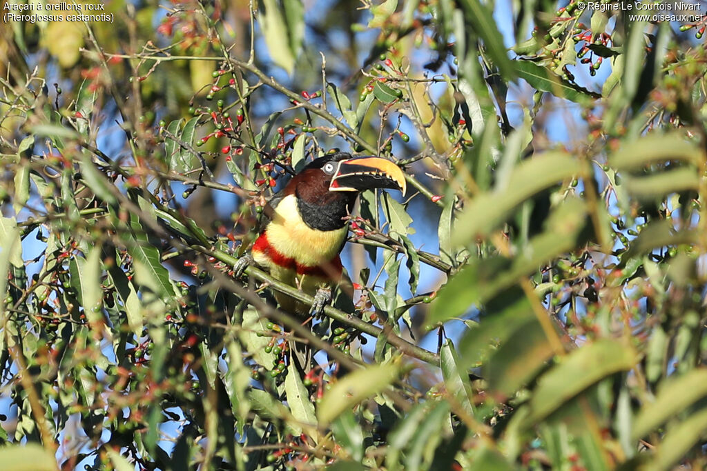 Chestnut-eared Aracari