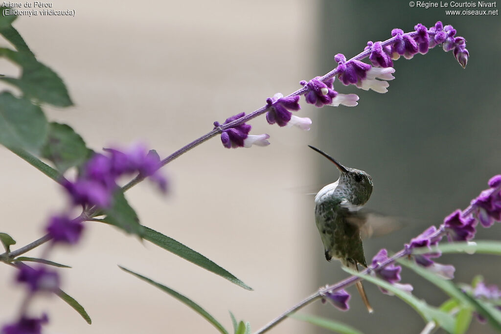 Green-and-white Hummingbird