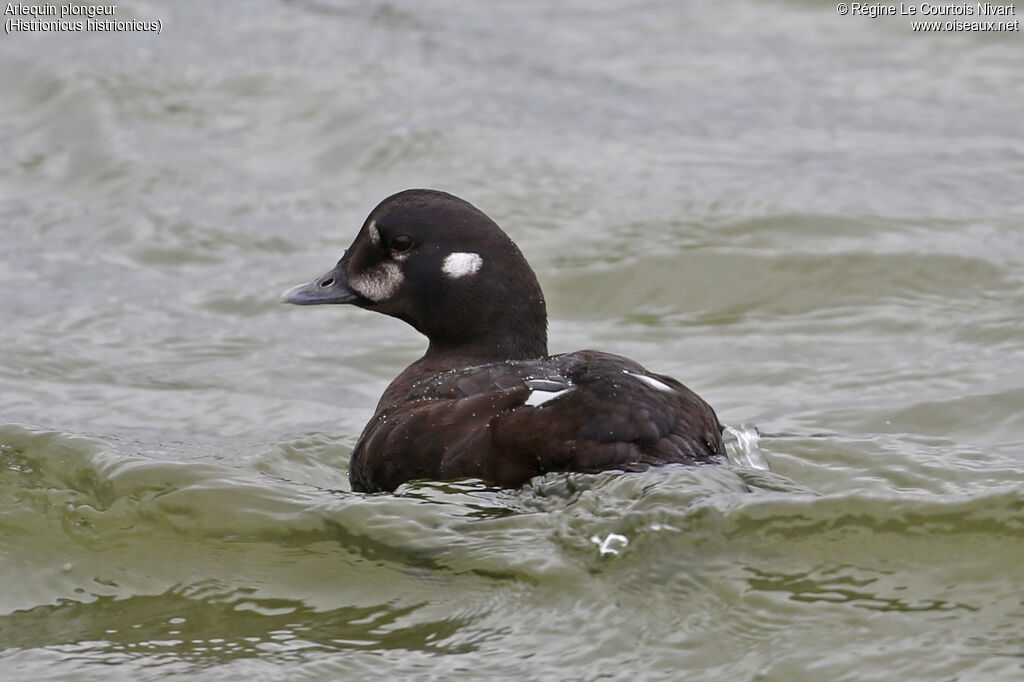 Harlequin Duck male adult post breeding, identification