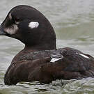 Arlequin plongeur