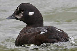 Arlequin plongeur