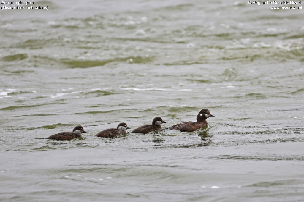 Harlequin Duck female, Reproduction-nesting