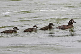 Harlequin Duck