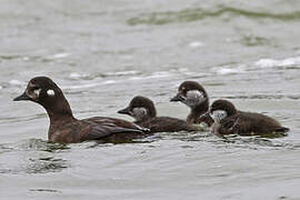 Harlequin Duck