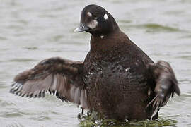 Harlequin Duck