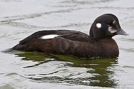 Harlequin Duck