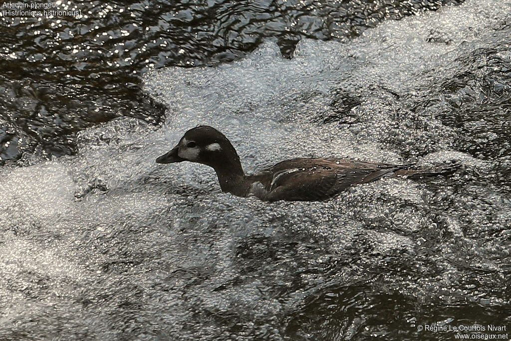 Harlequin Duck