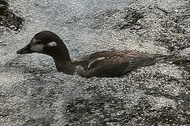 Harlequin Duck