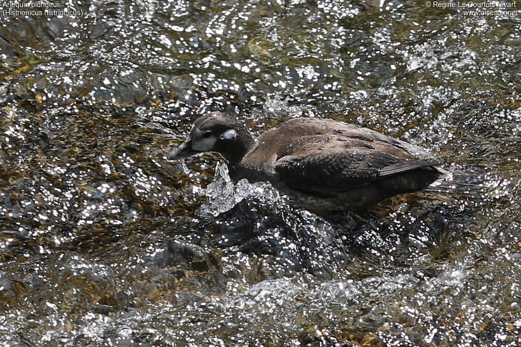 Arlequin plongeur