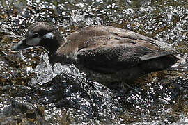 Harlequin Duck