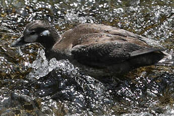 Arlequin plongeur