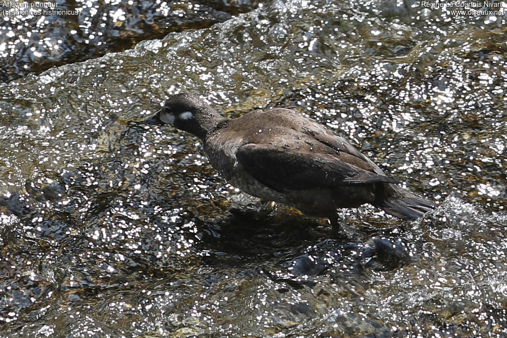 Arlequin plongeur