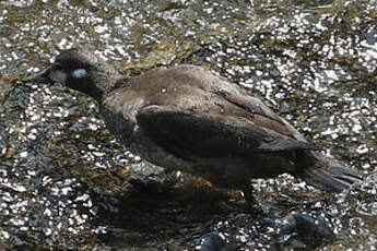 Arlequin plongeur