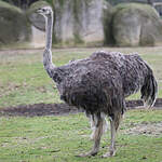 Autruche d'Afrique