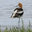 Avocette d'Amérique