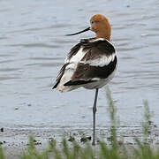 Avocette d'Amérique