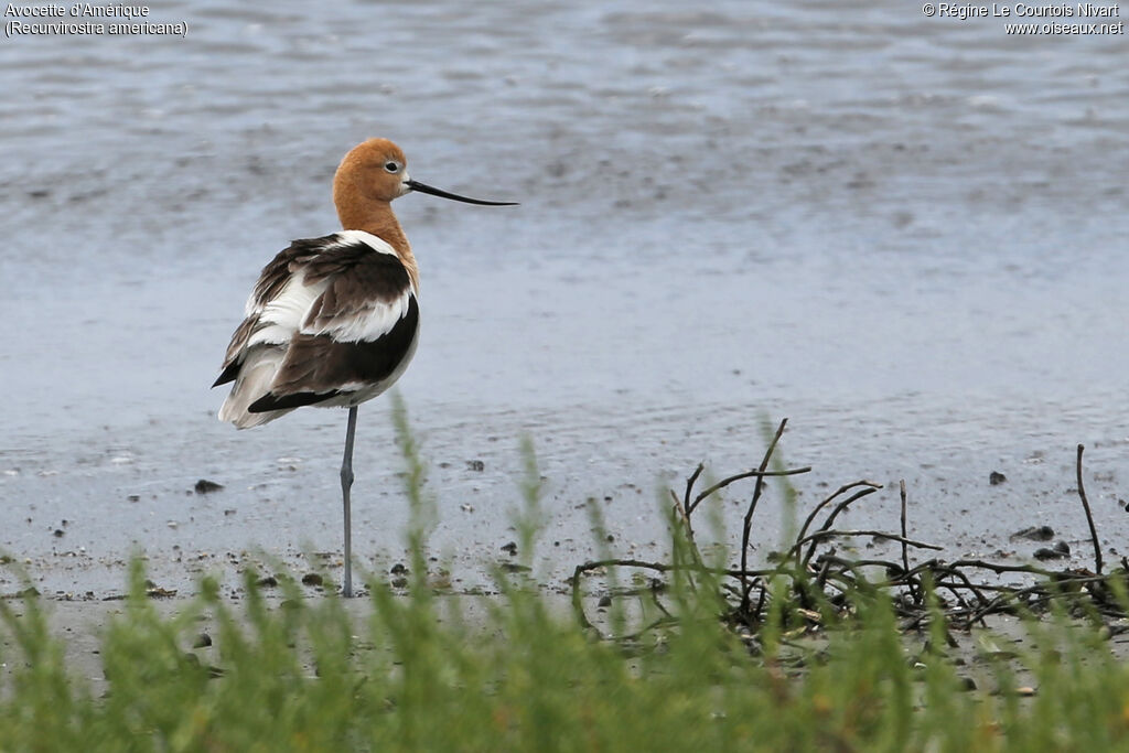 American Avocet