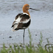 Avocette d'Amérique