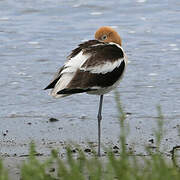 Avocette d'Amérique