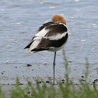Avocette d'Amérique