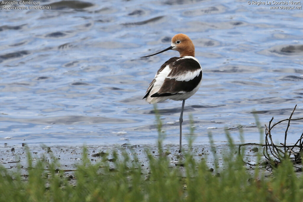 Avocette d'Amérique