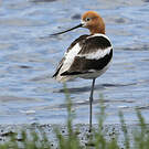 Avocette d'Amérique