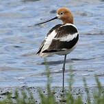 Avocette d'Amérique