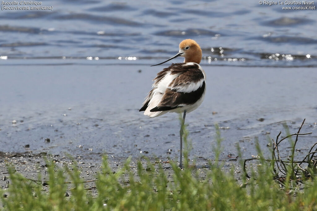 Avocette d'Amérique