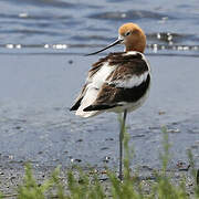 Avocette d'Amérique