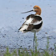 Avocette d'Amérique