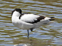 Avocette élégante