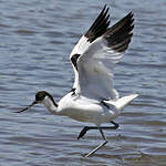 Avocette élégante