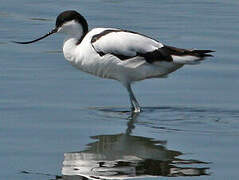 Avocette élégante