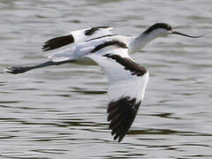 Avocette élégante