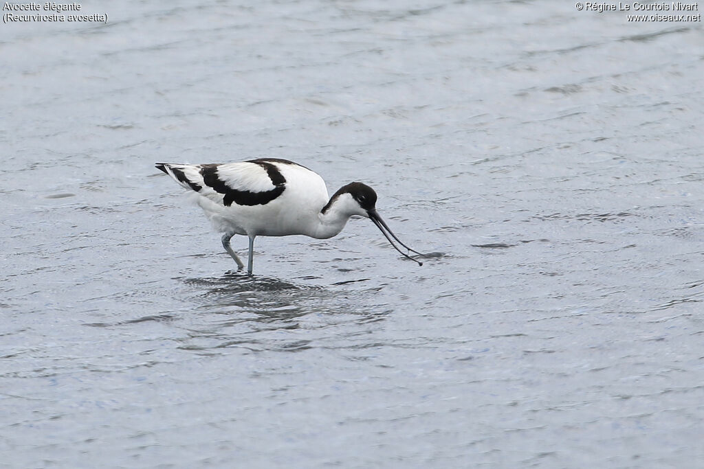 Pied Avocet