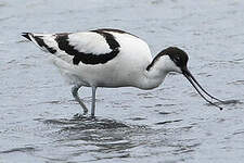 Avocette élégante