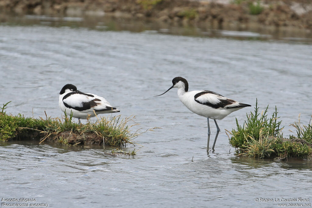 Pied Avocet