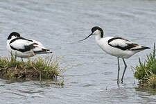 Avocette élégante