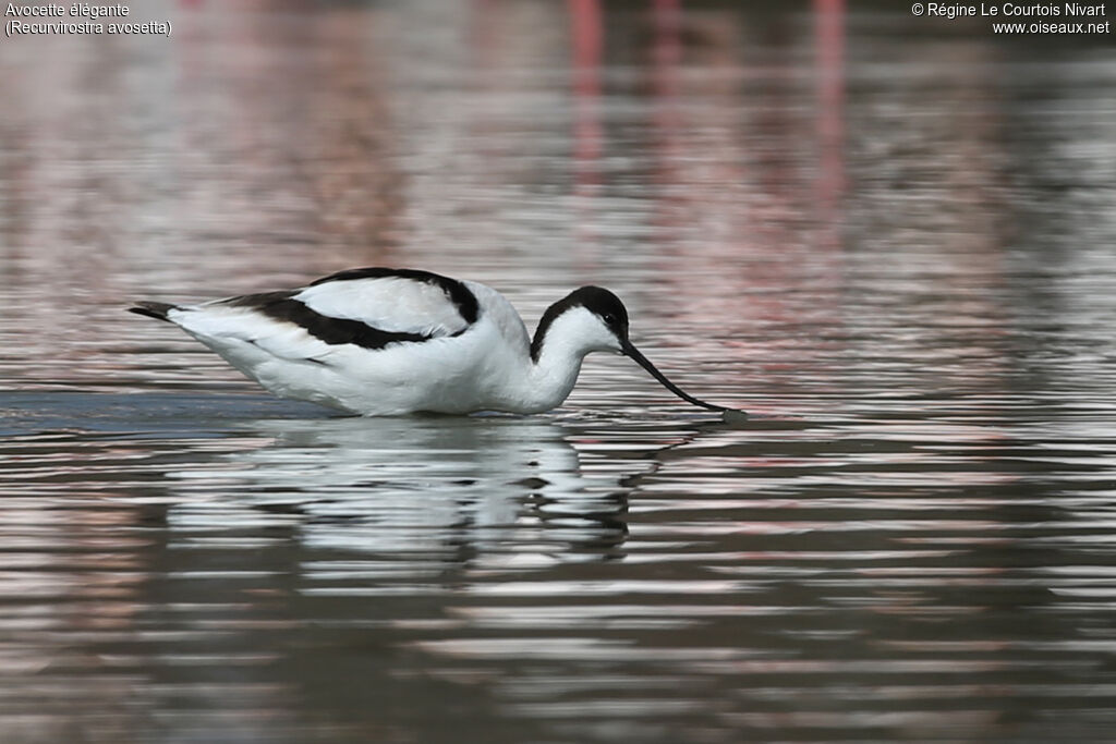 Avocette élégante