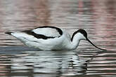 Avocette élégante