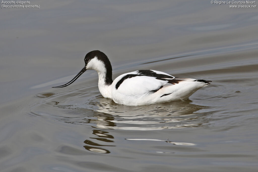 Avocette élégante