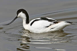 Avocette élégante