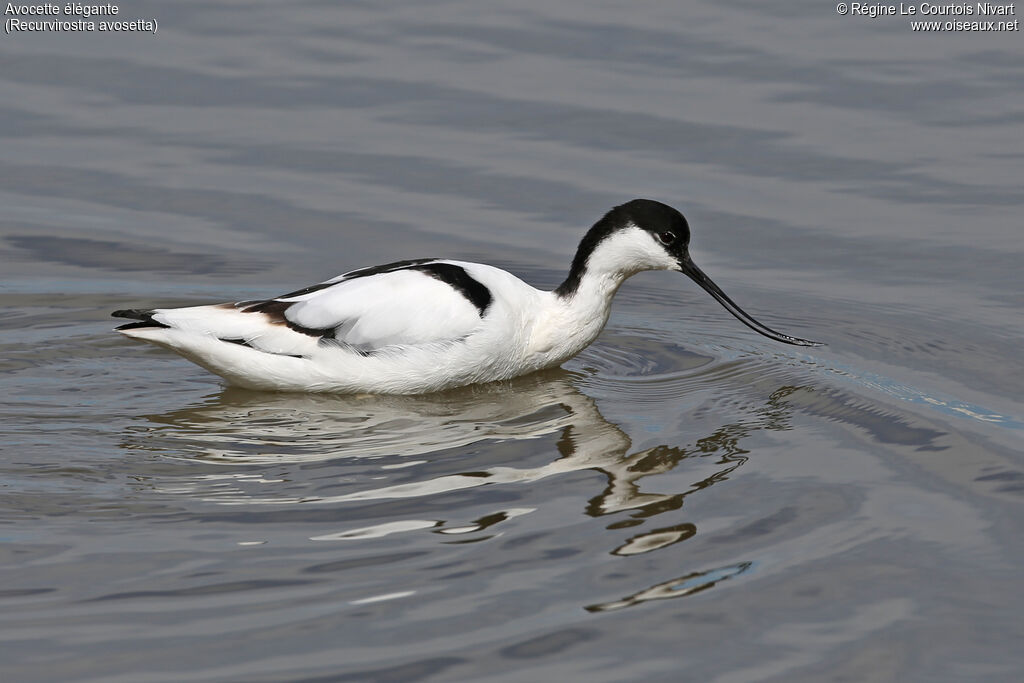 Pied Avocet