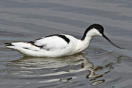 Avocette élégante