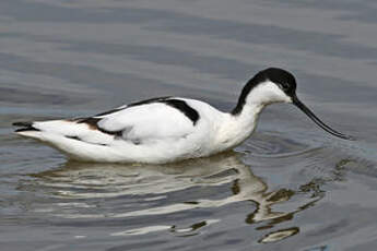 Avocette élégante