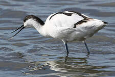 Avocette élégante