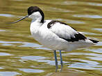 Avocette élégante