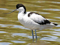 Pied Avocet