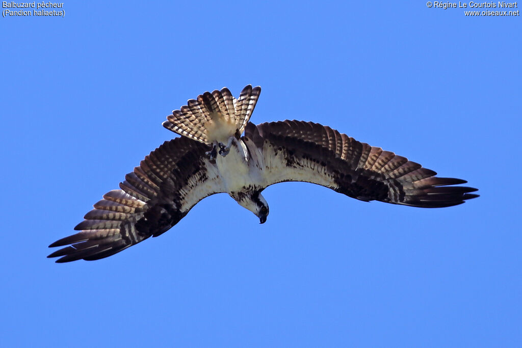 Western Osprey